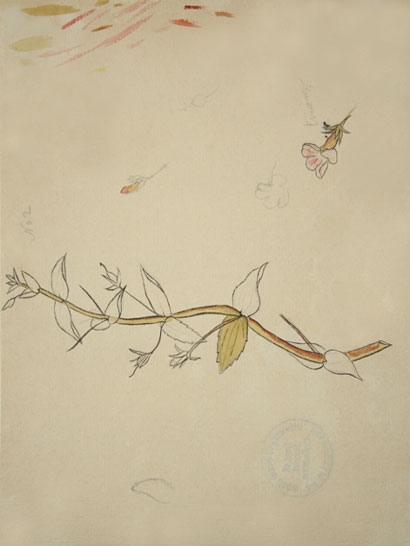 Gratiola_38